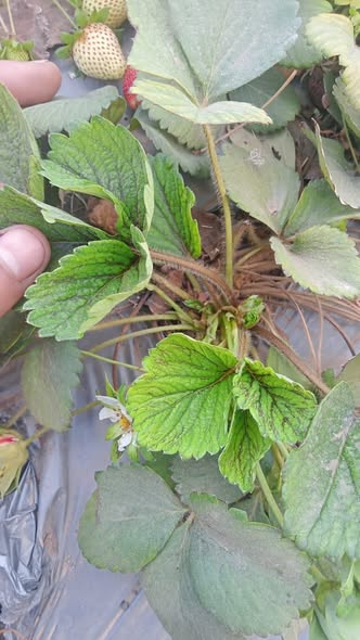 ممكن نوع الاصابه